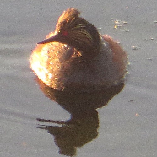 Eared Grebe - ML620457394