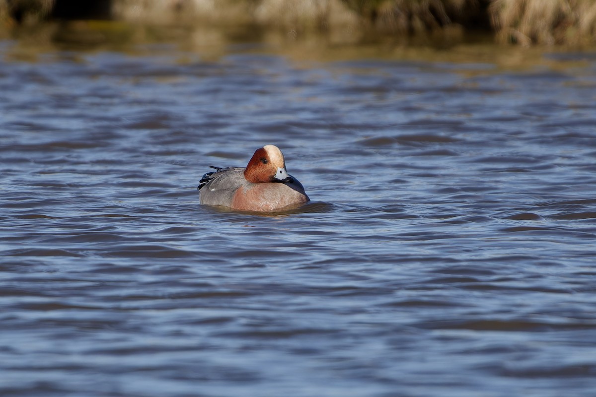 Eurasian Wigeon - ML620457402