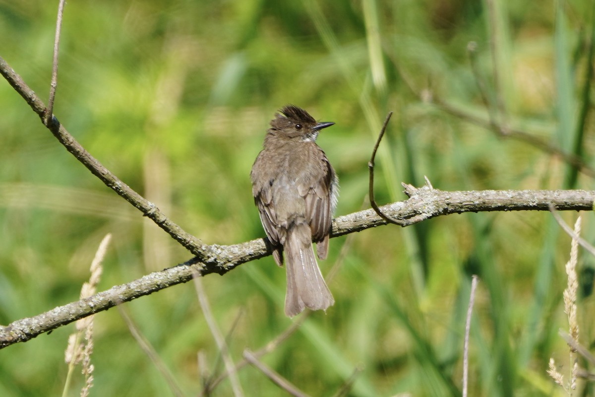 Eastern Phoebe - Greg Hertler