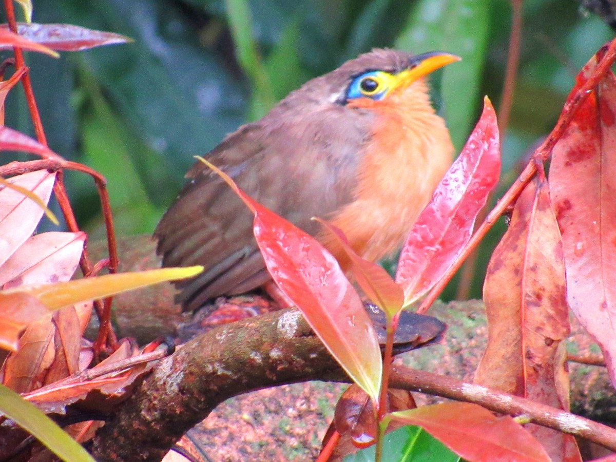 Lesser Ground-Cuckoo - ML620457410