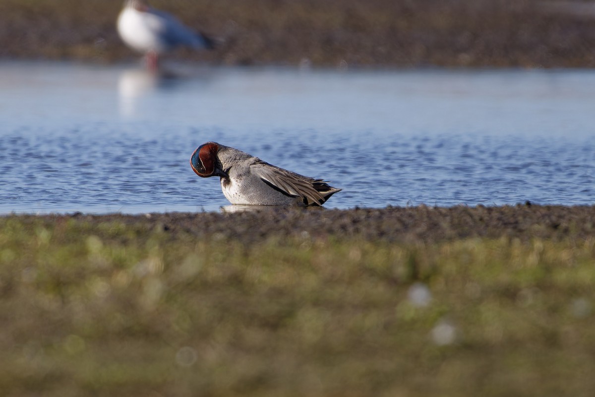 Green-winged Teal - ML620457414