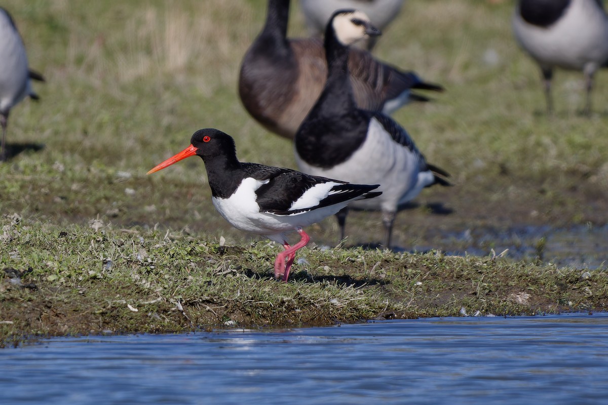 Eurasian Oystercatcher - ML620457417