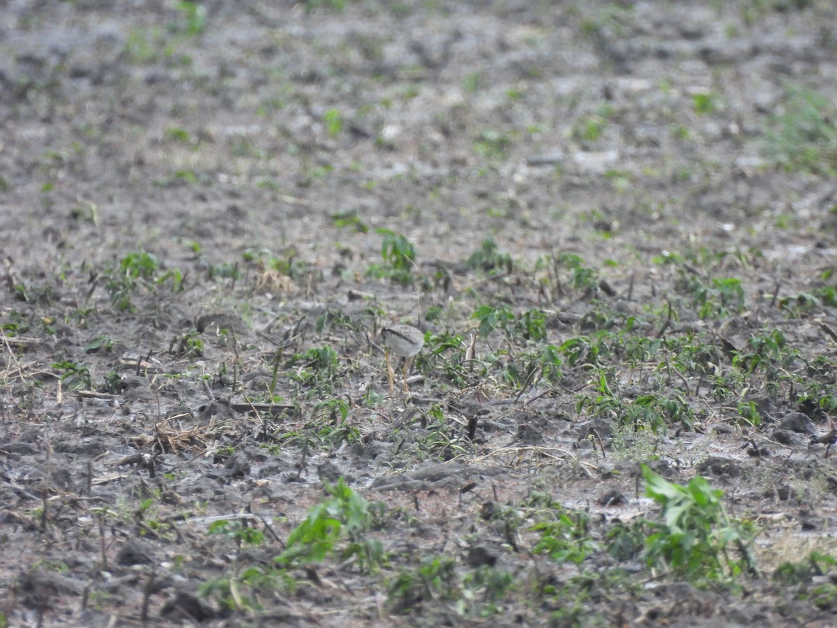 Lesser Yellowlegs - ML620457418