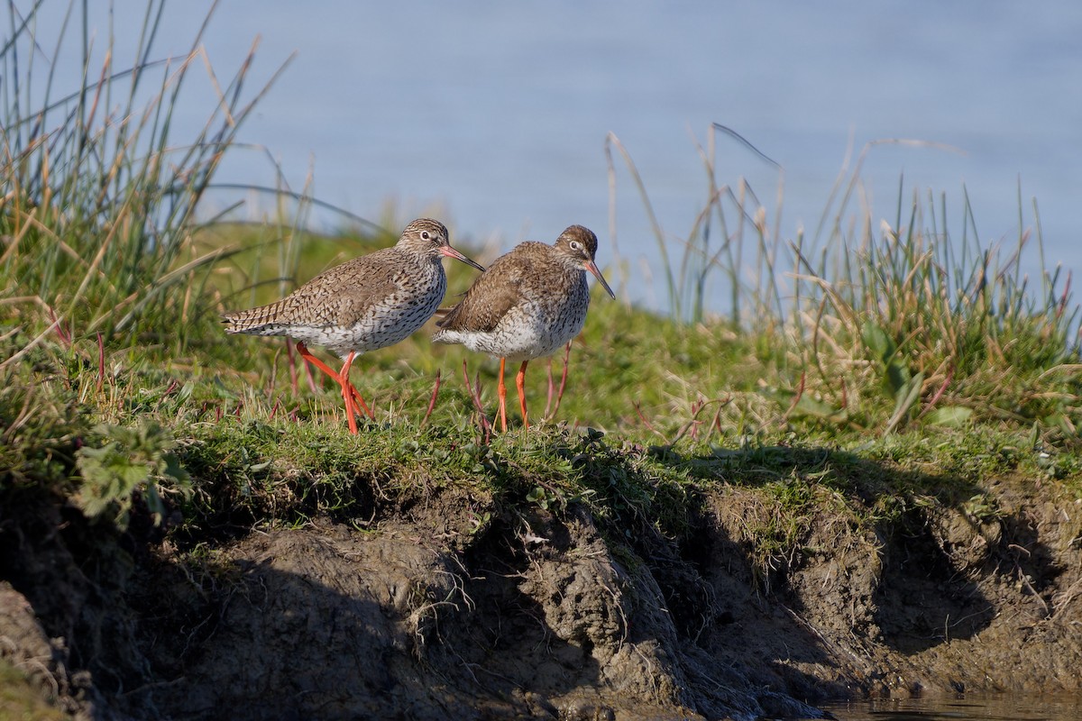 Common Redshank - ML620457426