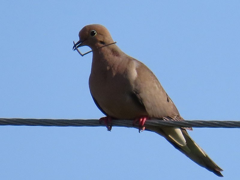 Mourning Dove - ML620457442