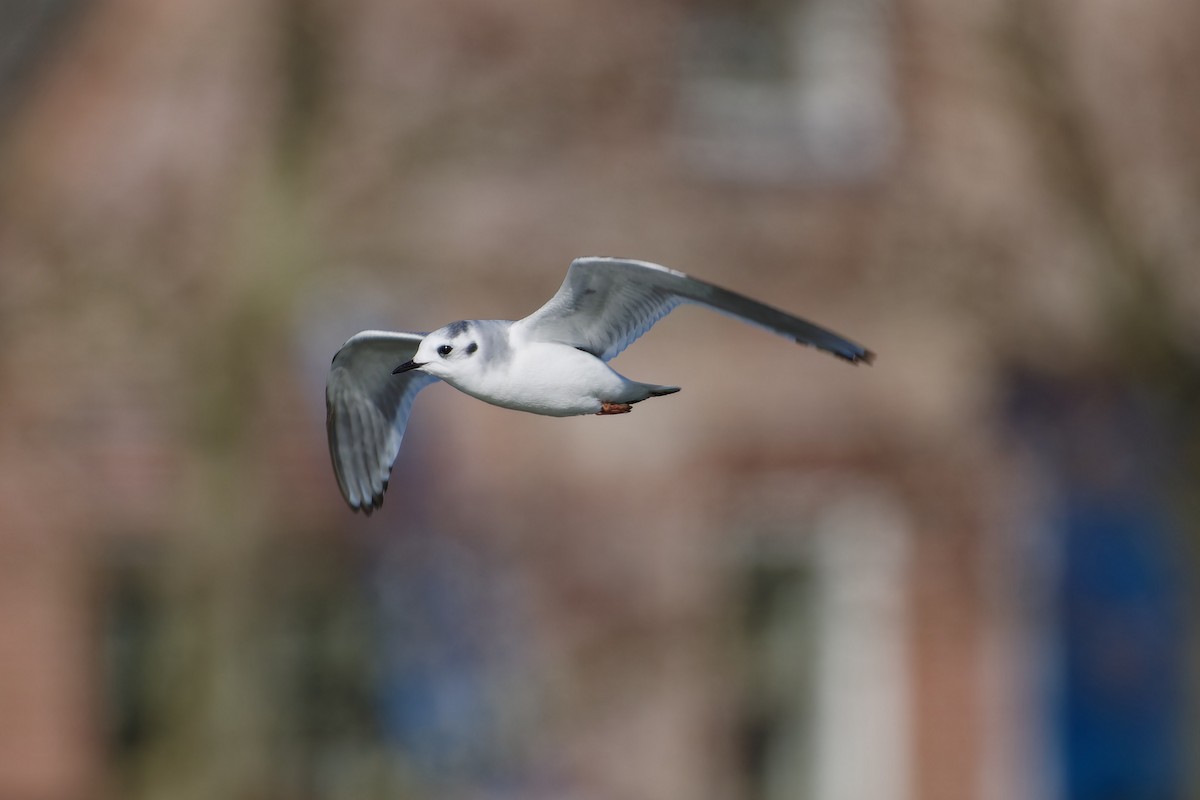 Little Gull - ML620457443