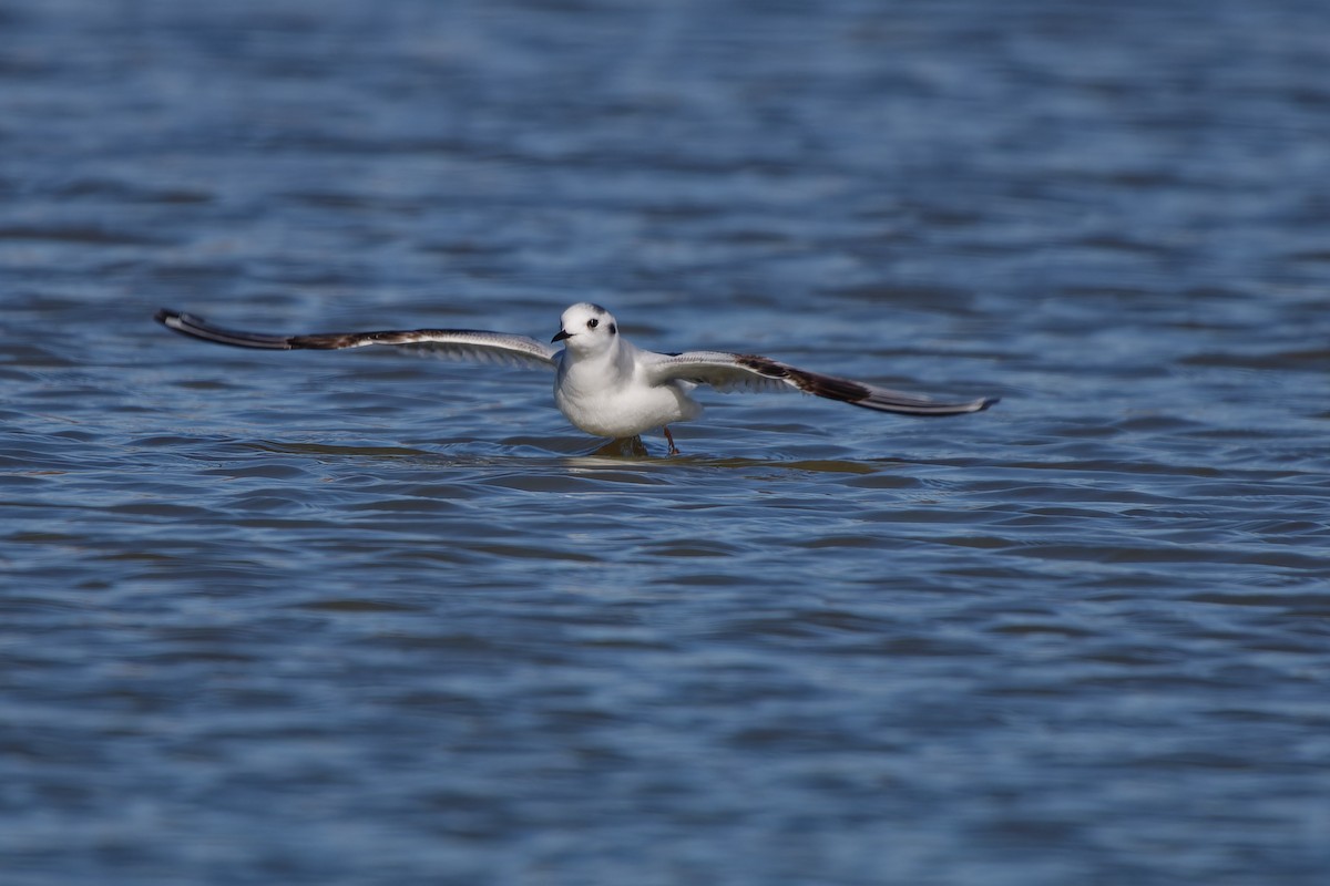 Little Gull - ML620457446