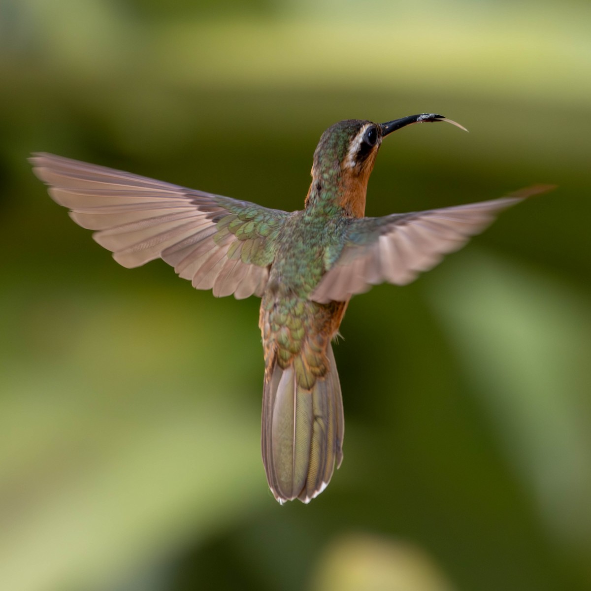 Hook-billed Hermit - ML620457447