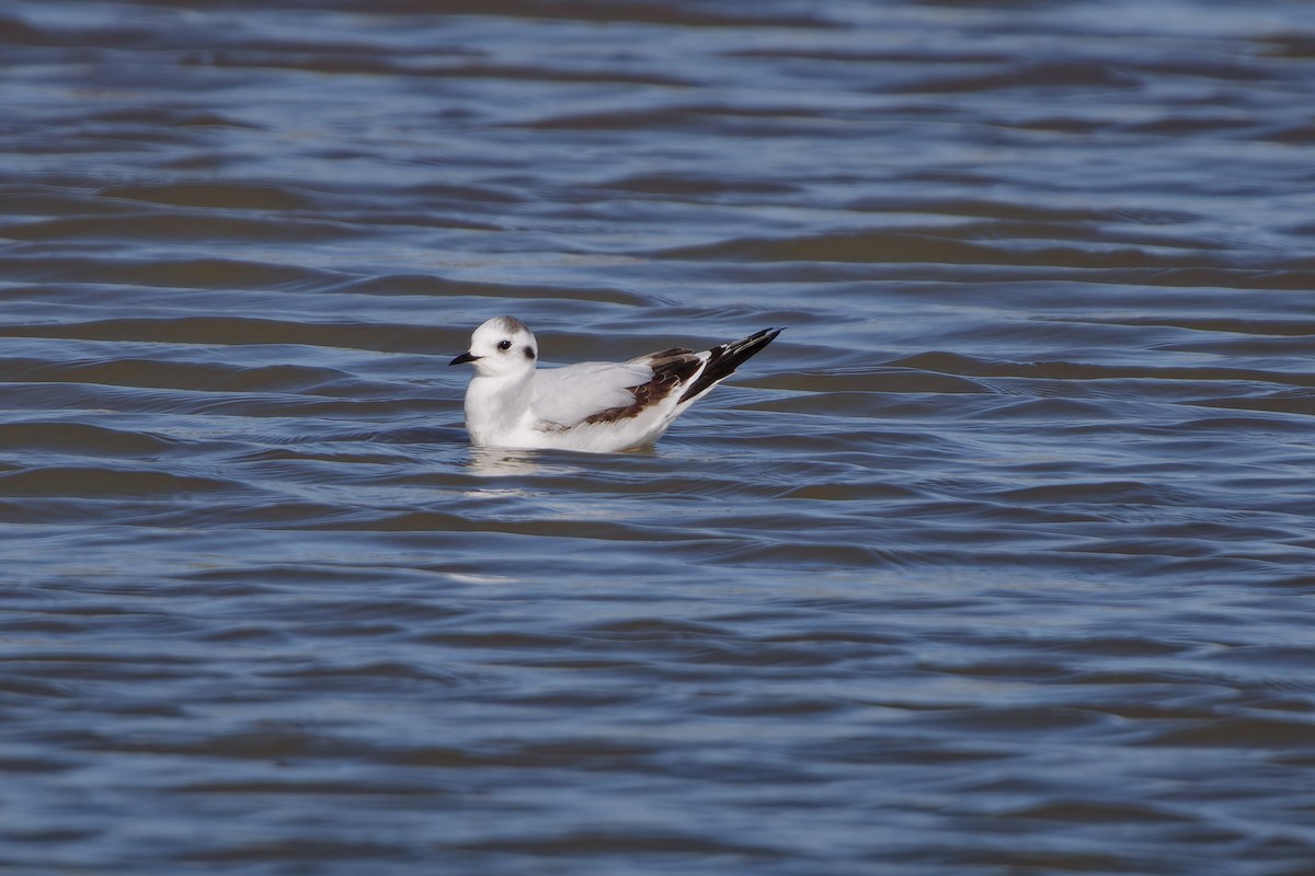 Little Gull - ML620457449