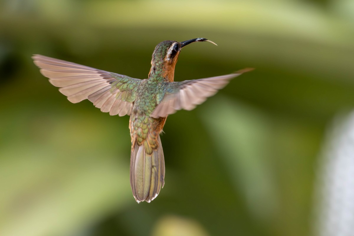 Hook-billed Hermit - ML620457453