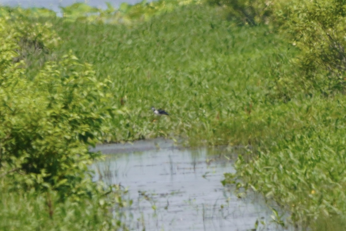 Cigüeñuela Cuellinegra - ML620457460