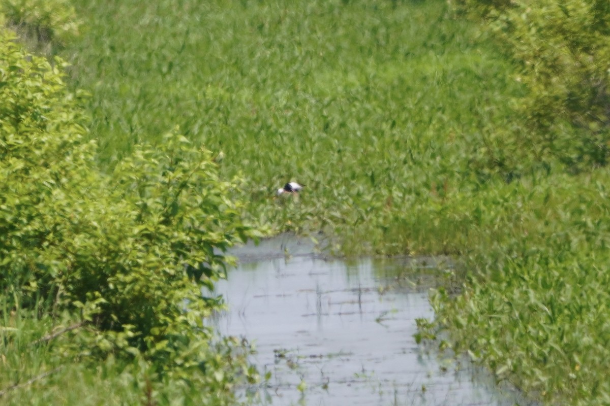 Black-necked Stilt - ML620457461