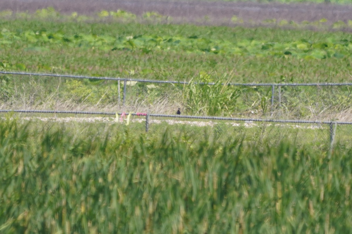 Black-necked Stilt - ML620457464