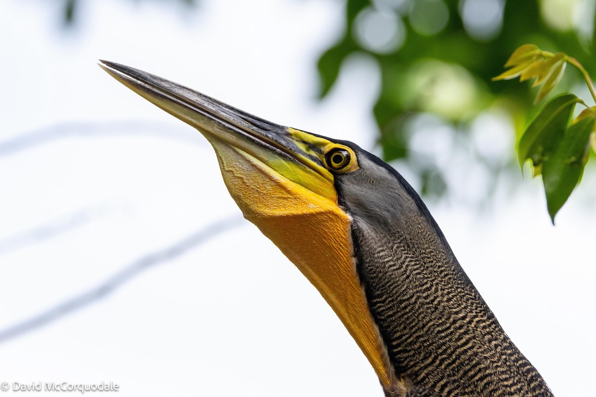 Bare-throated Tiger-Heron - ML620457468