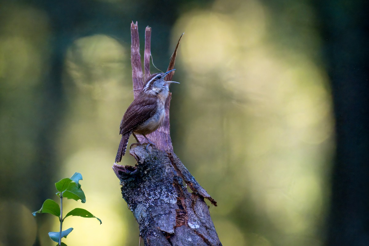 Carolina Wren - ML620457483