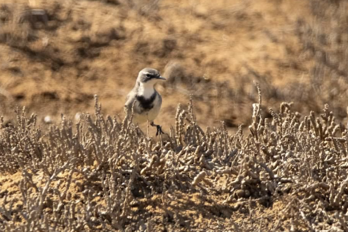 Cape Wagtail - ML620457485