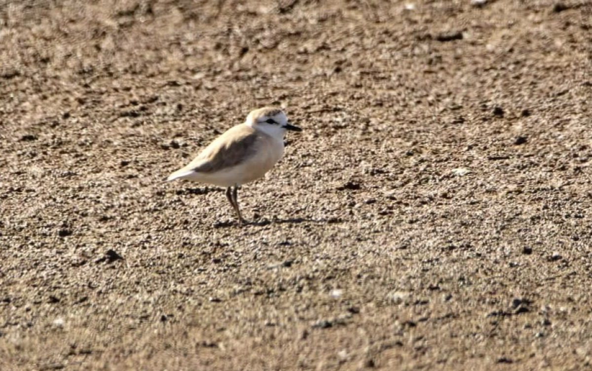 White-fronted Plover - ML620457486