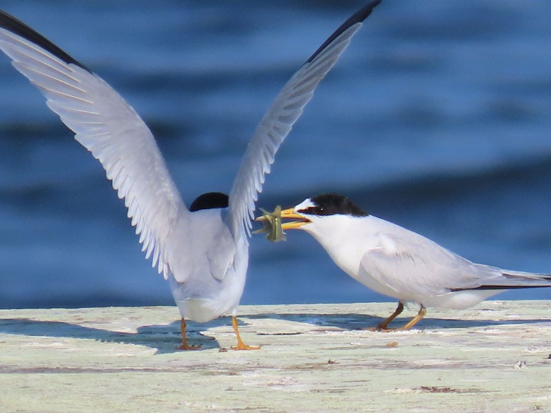 Least Tern - ML620457491