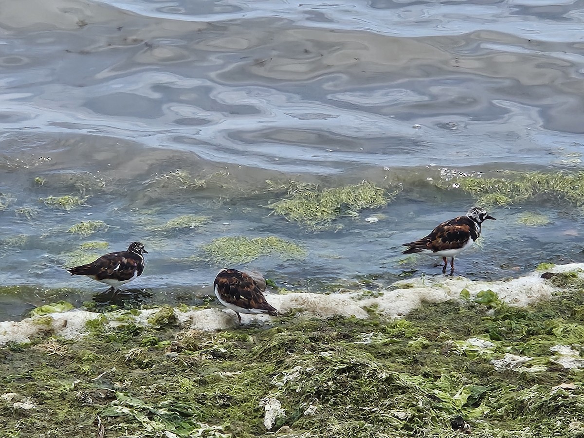 Ruddy Turnstone - ML620457498