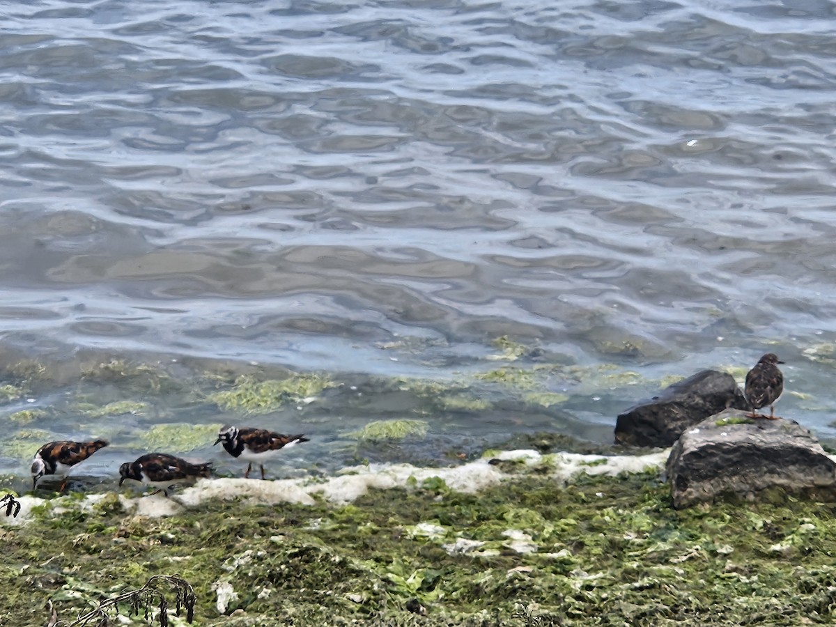 Ruddy Turnstone - ML620457500