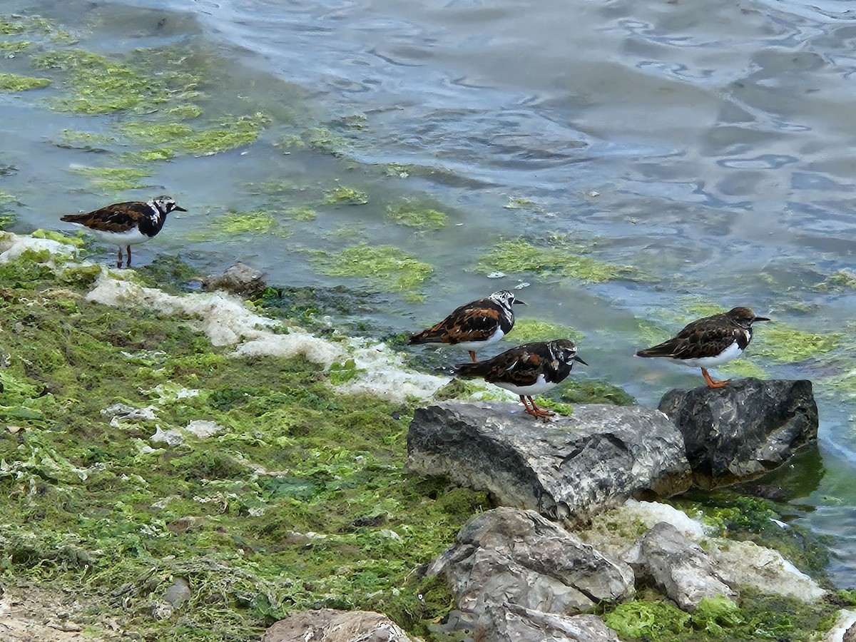 Ruddy Turnstone - ML620457501