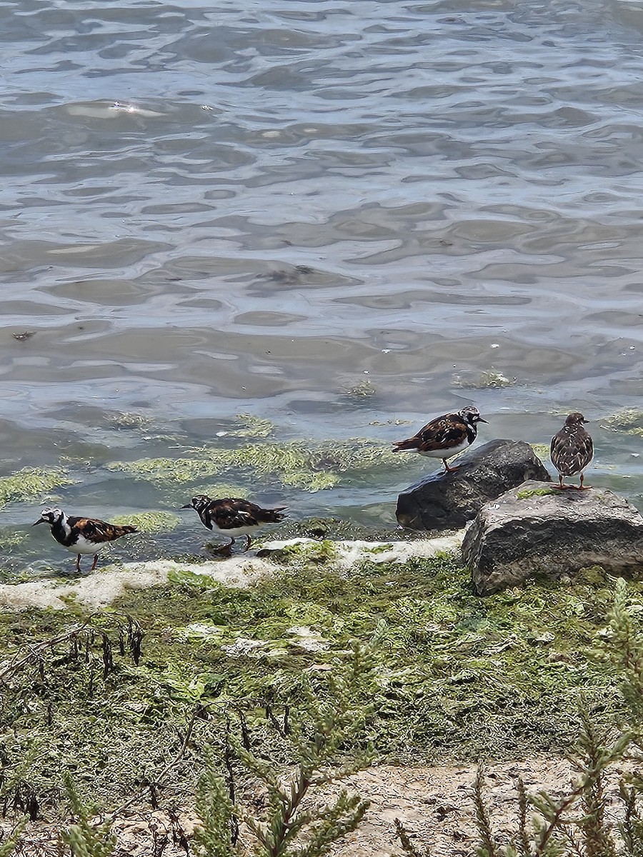 Ruddy Turnstone - ML620457506