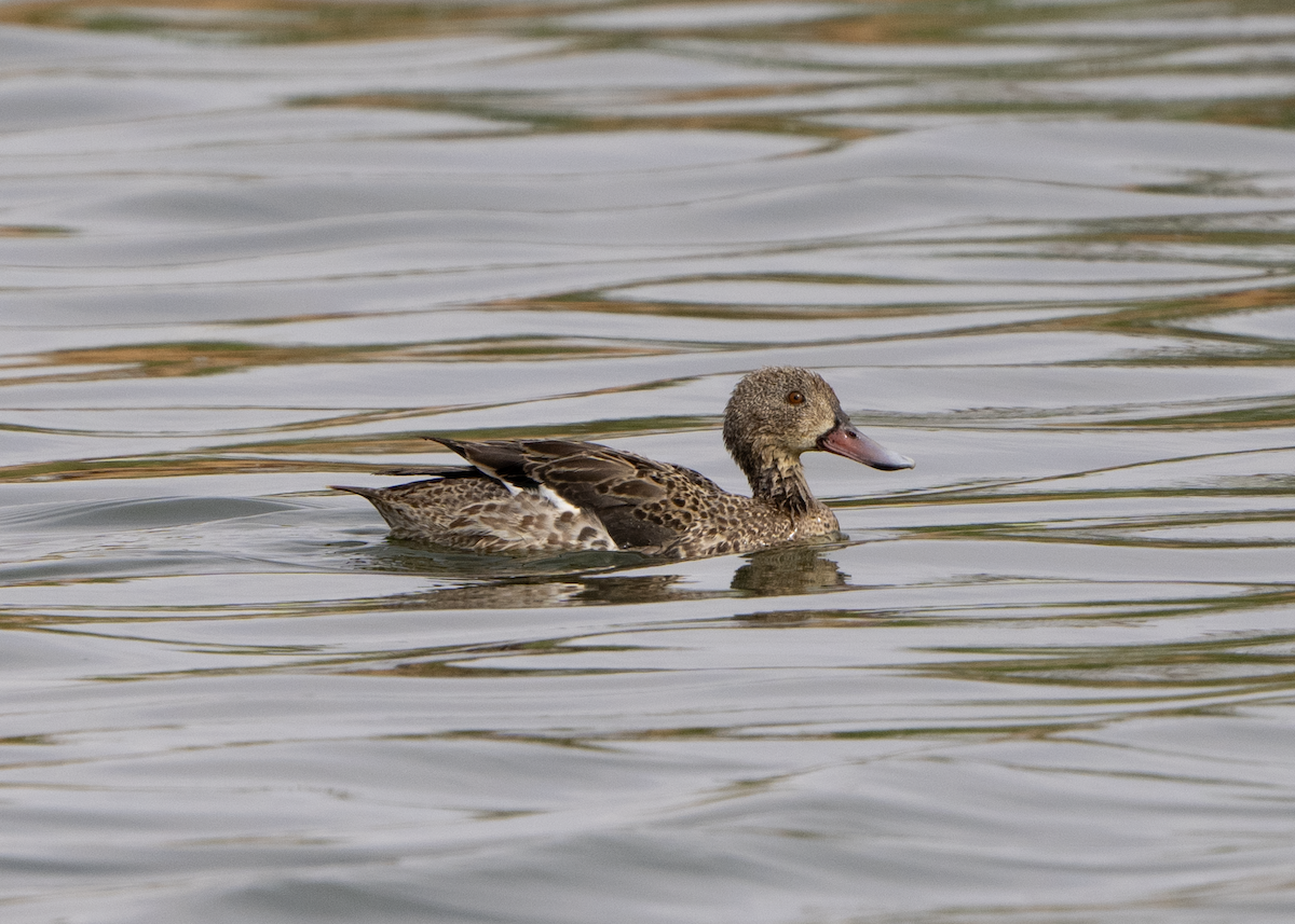 Blue-billed Teal - ML620457515