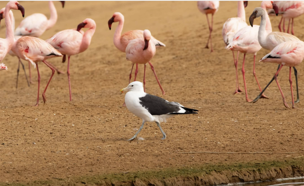 Gaviota Cocinera - ML620457517