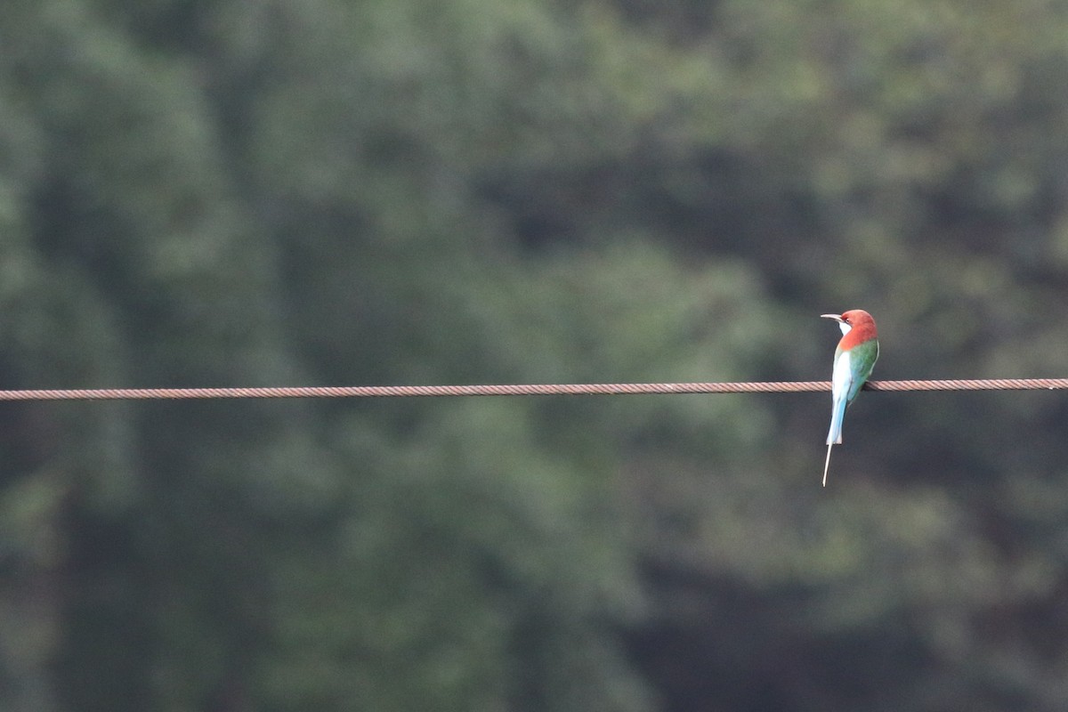 Blue-throated Bee-eater - ML620457521