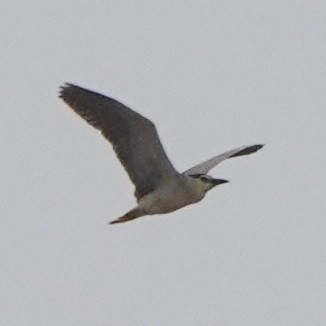 Black-crowned Night Heron (Eurasian) - ML620457522