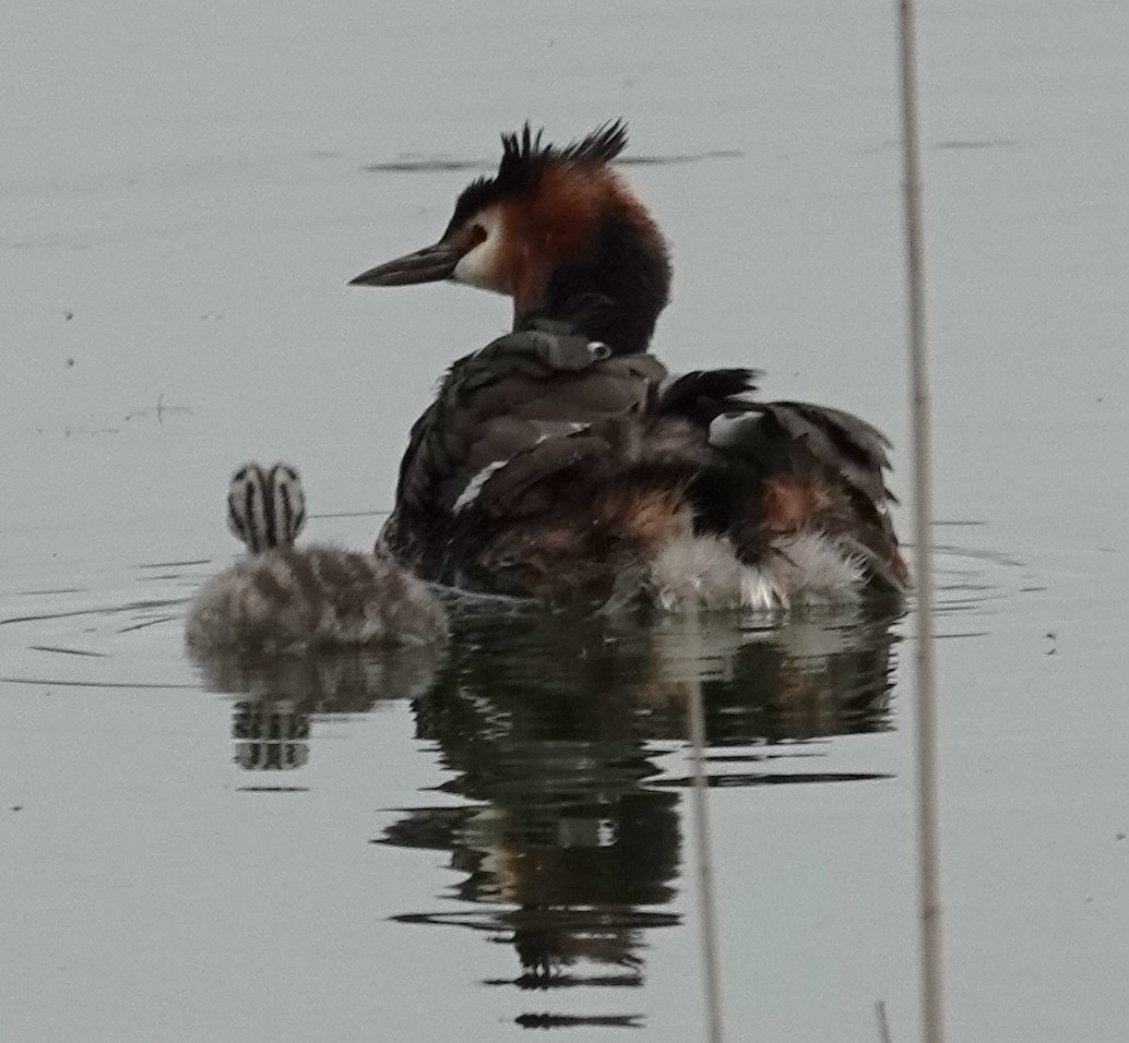 Great Crested Grebe - ML620457537