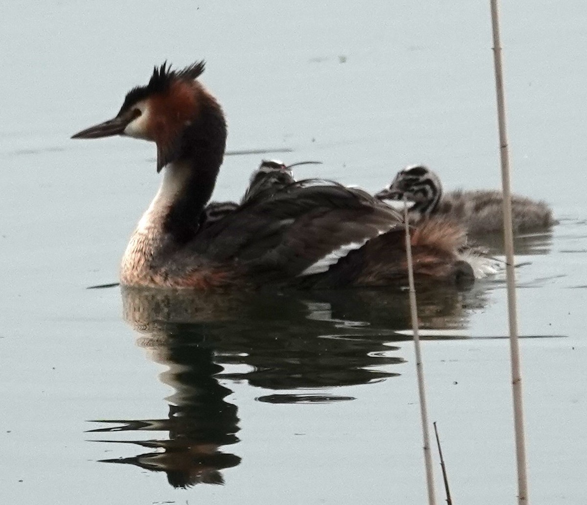 Great Crested Grebe - ML620457539