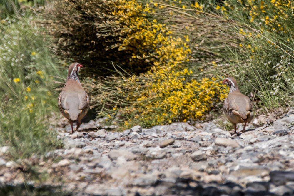 Red-legged Partridge - ML620457540