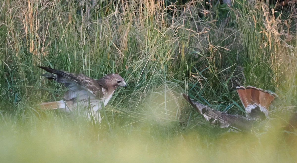 Red-tailed Hawk - ML620457541