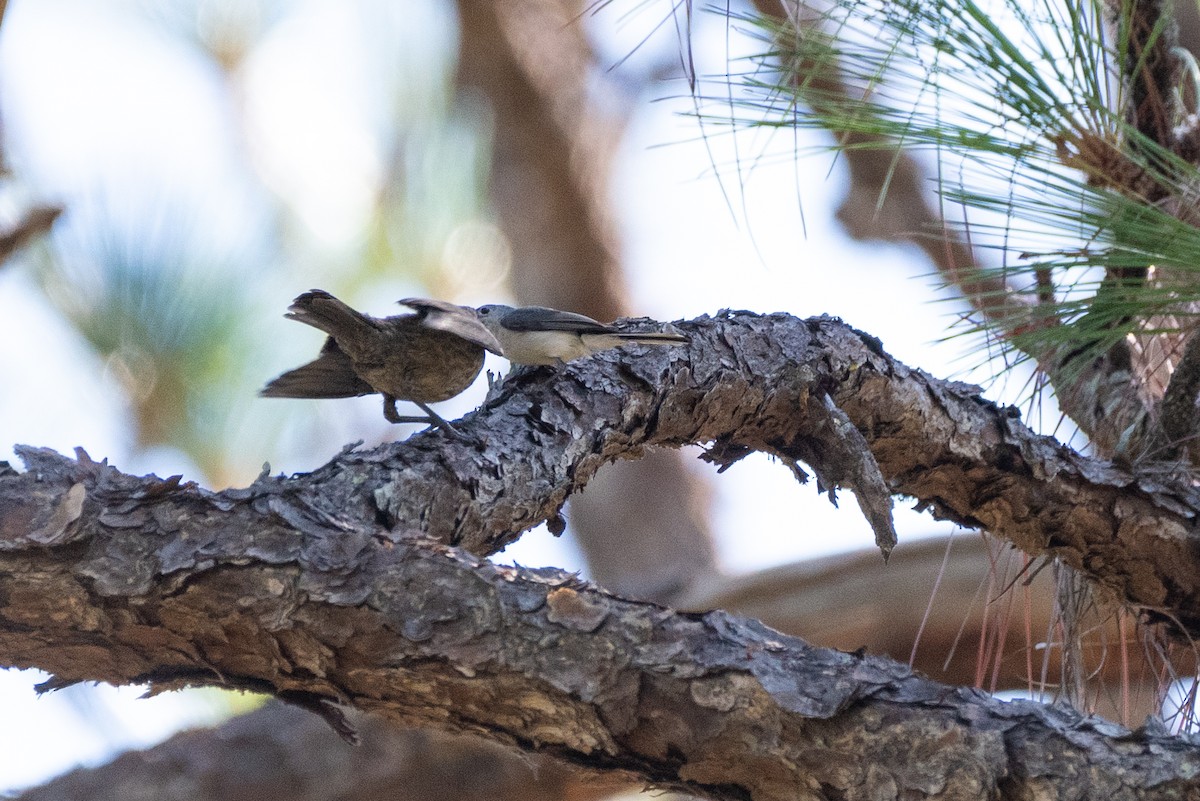 Brown-headed Cowbird - ML620457545