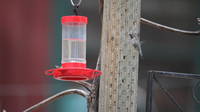 Broad-tailed Hummingbird - ML620457550