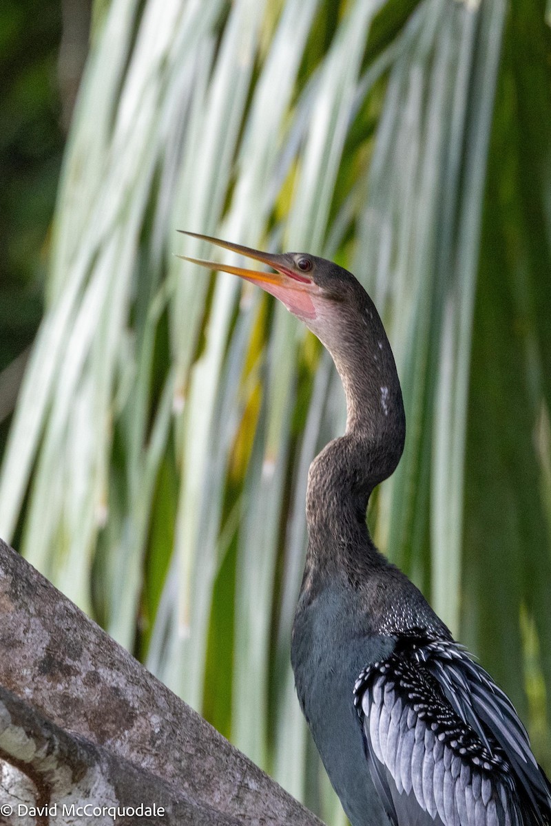 Anhinga d'Amérique - ML620457556