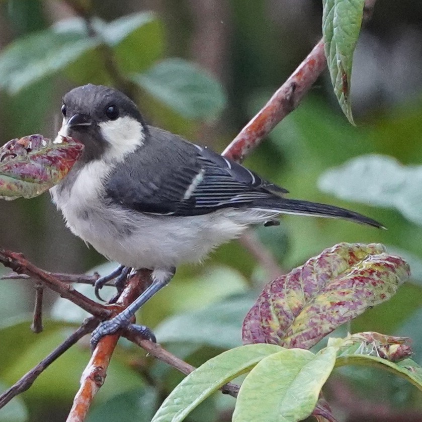 Japanese Tit (Okinawa) - ML620457557