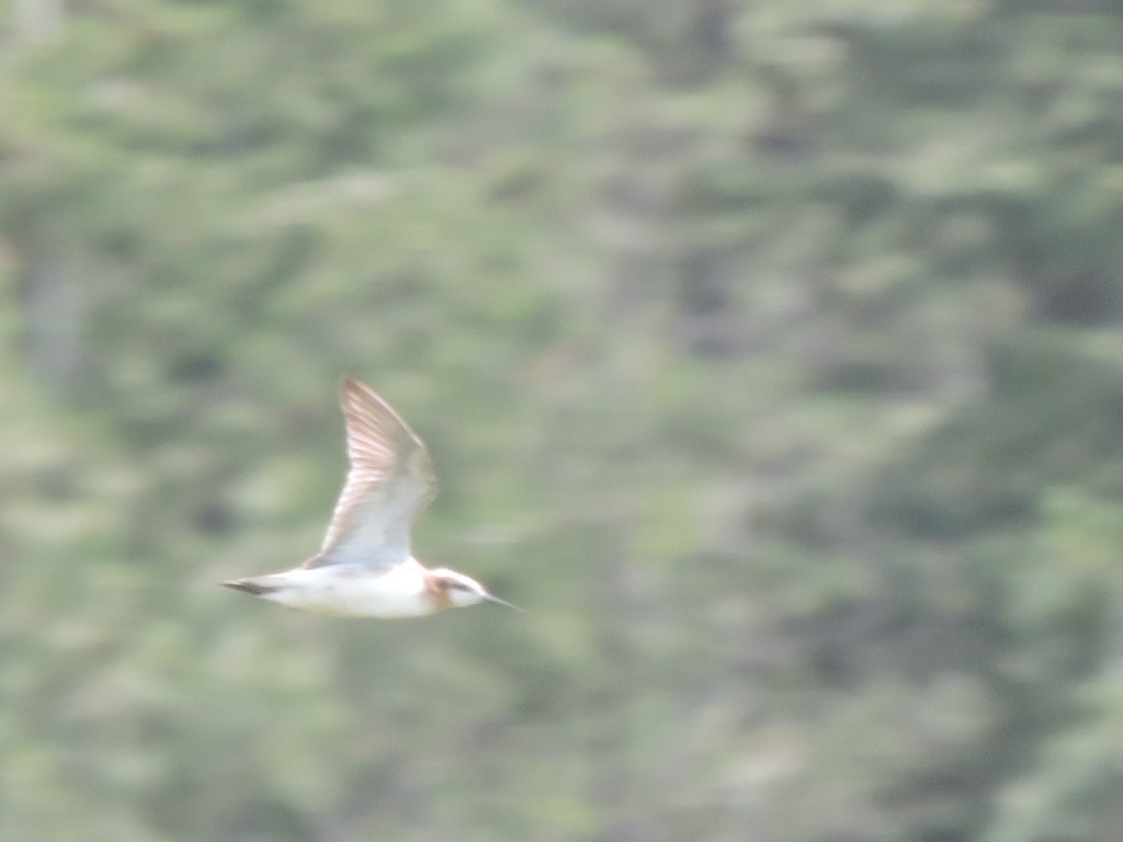 Phalarope de Wilson - ML620457561