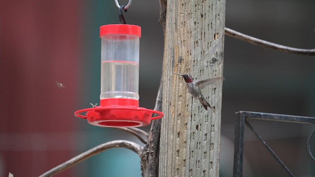 Broad-tailed Hummingbird - ML620457565