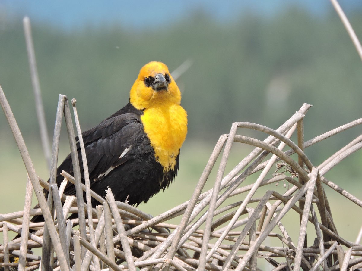 Yellow-headed Blackbird - ML620457566