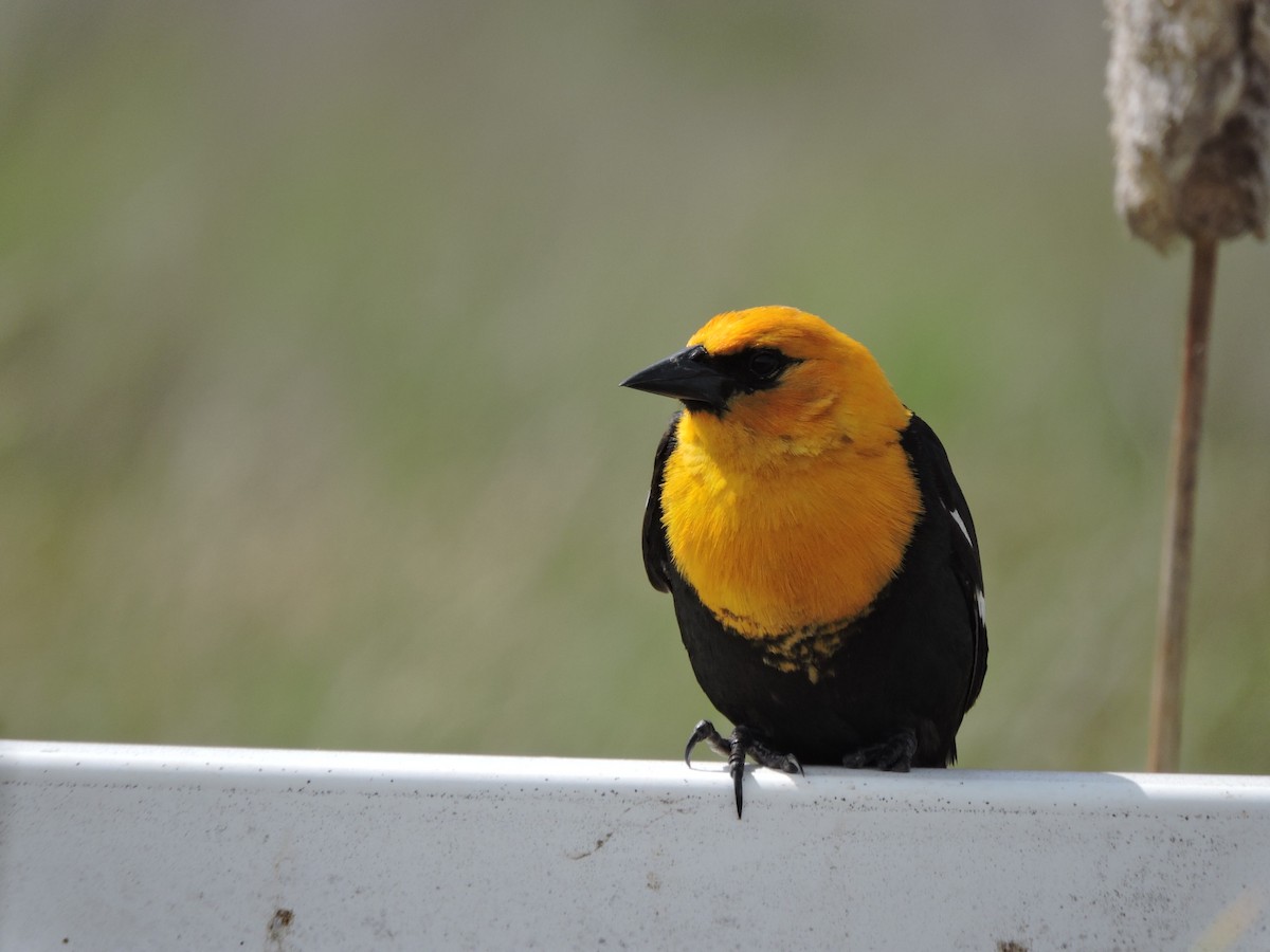 Yellow-headed Blackbird - ML620457567