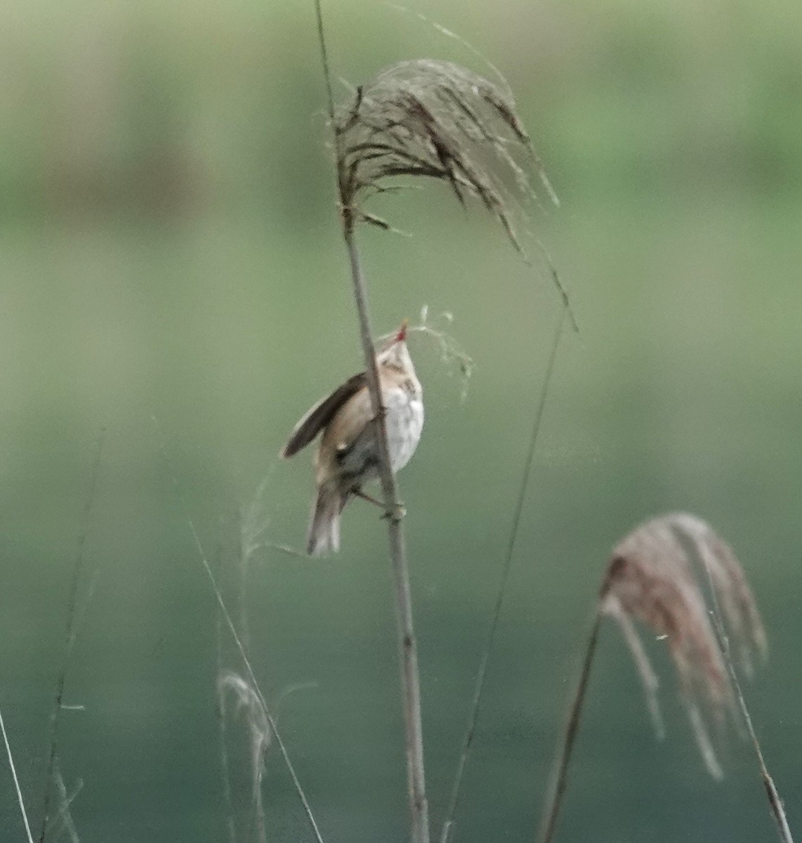 Common Reed Warbler - ML620457568