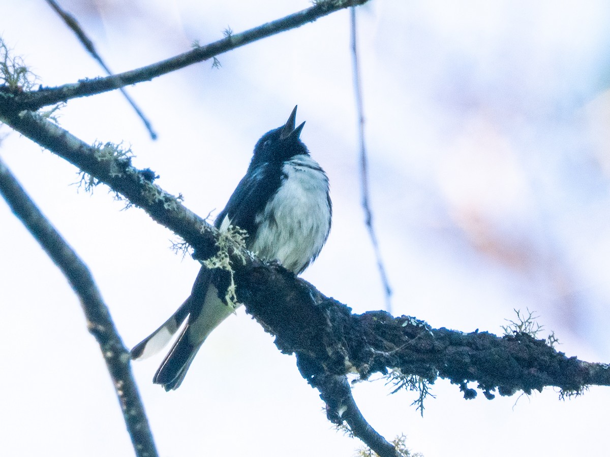 Paruline bleue - ML620457569