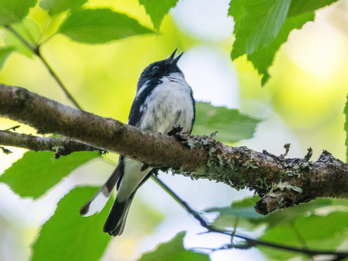 Black-throated Blue Warbler - ML620457571