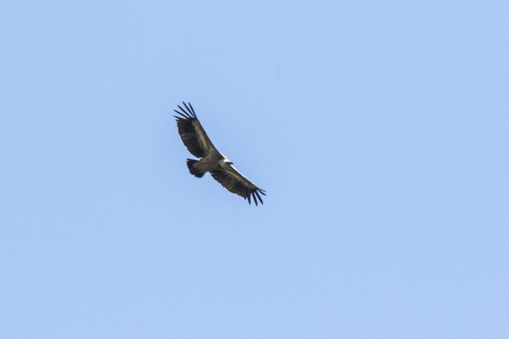 Eurasian Griffon - Jean-Guy Papineau