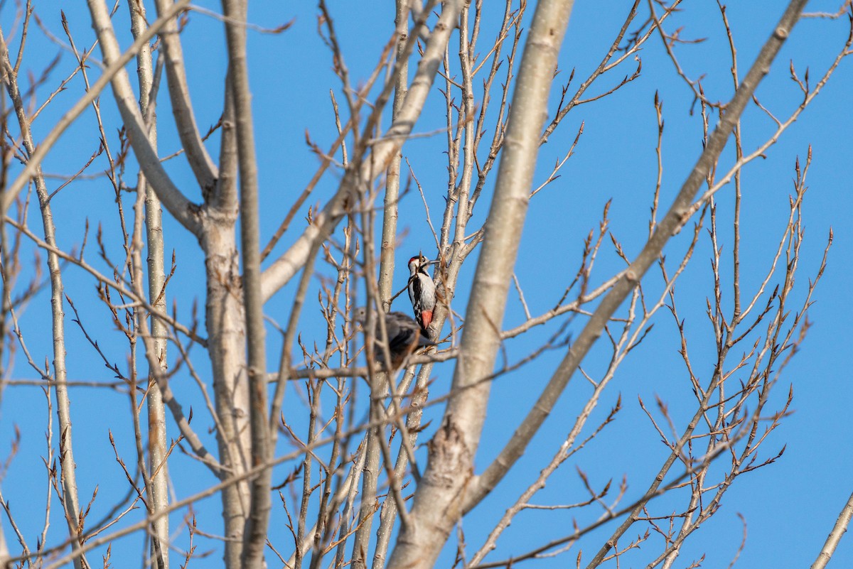 Syrian Woodpecker - ML620457575