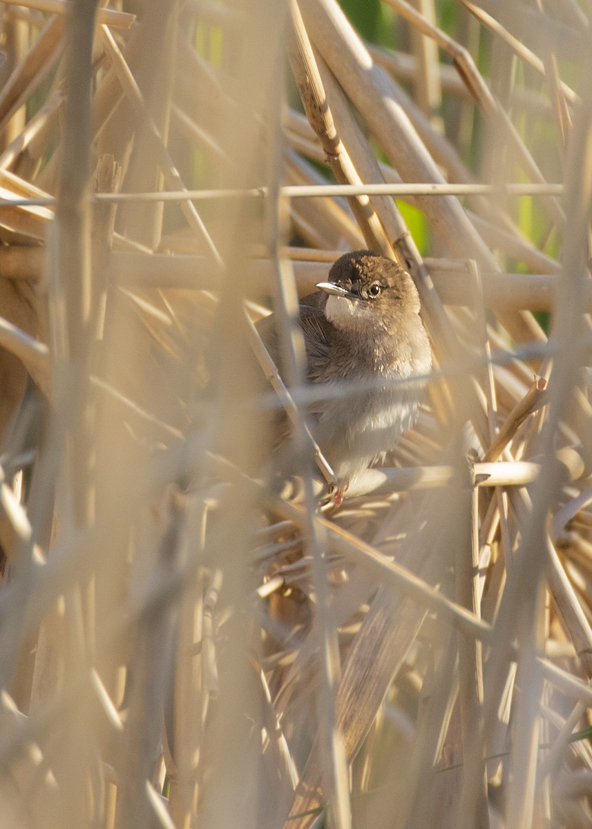 Savi's Warbler - ML620457582