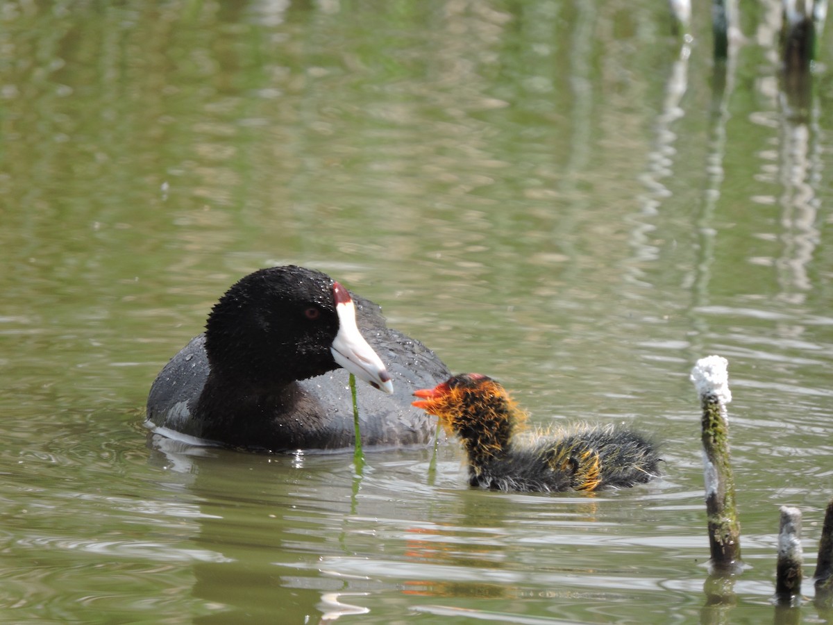 American Coot - ML620457583