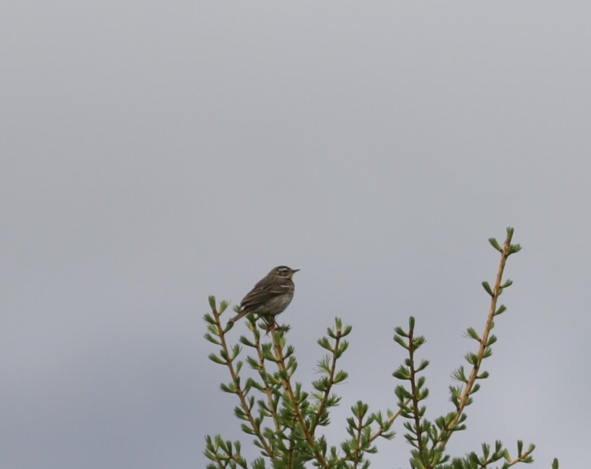Olive-backed Pipit - ML620457586